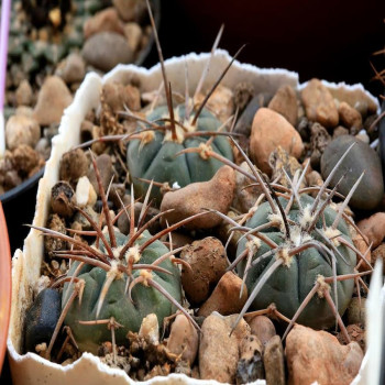 Gymnocalycium armatum VS 503