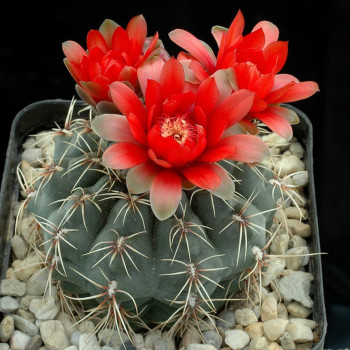 Gymnocalycium baldianum