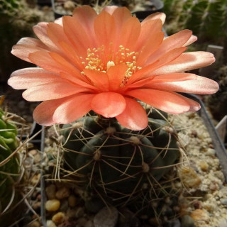 Gymnocalycium baldianum Typ `Werner`