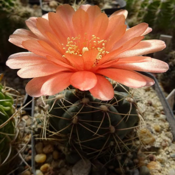 Gymnocalycium baldianum Typ `Werner`