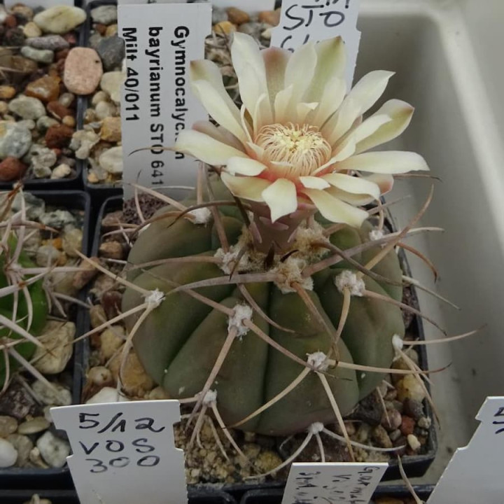 Gymnocalycium bayrianum STO 641