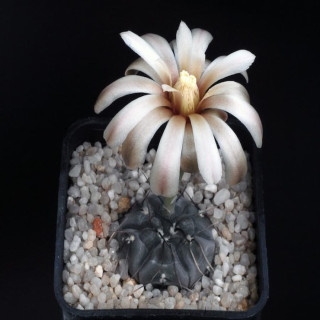 Gymnocalycium berchtii TOM 6/481