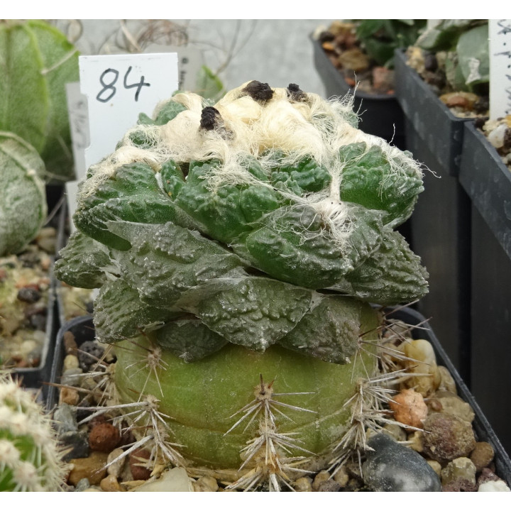 Ariocarpus fissuratus RS 581 Nr. 84