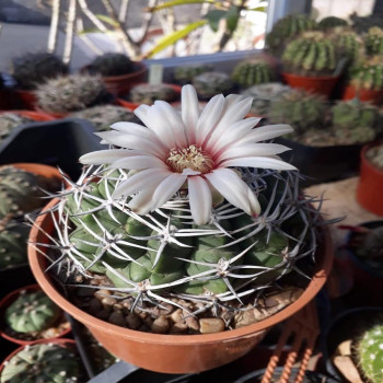 Gymnocalycium bicolor P116