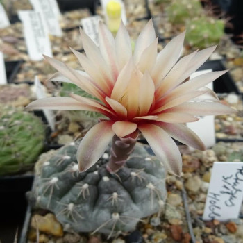 Gymnocalycium morroense LB 326