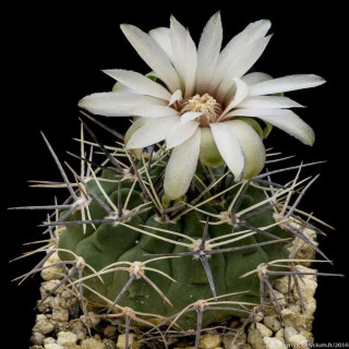 Gymnocalycium bicolor var. simplex TOM 1-27