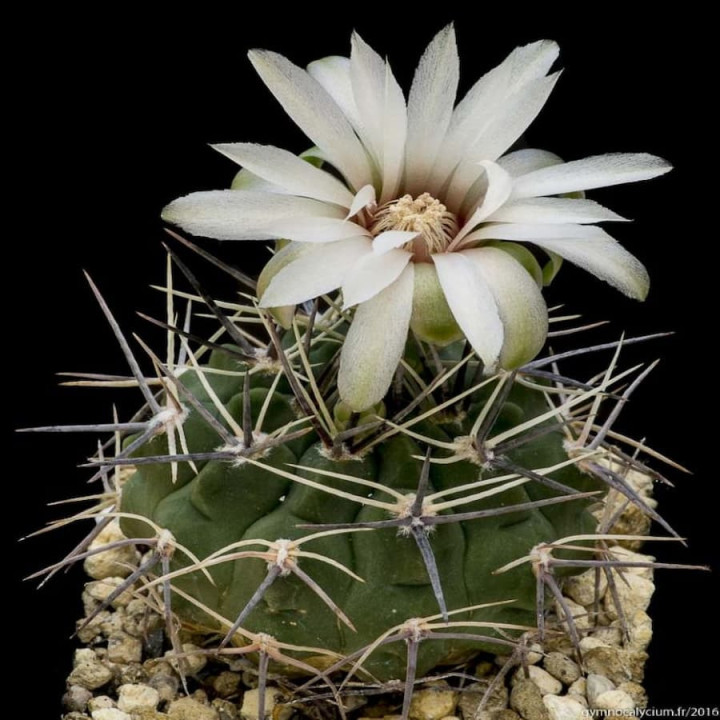 Gymnocalycium bicolor var. simplex TOM 1-27