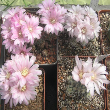 Gymnocalycium bruchi var. brigitae VS 153