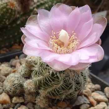 Gymnocalycium bruchii P 174