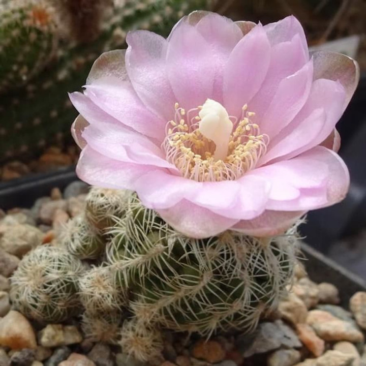 Gymnocalycium bruchii P 174
