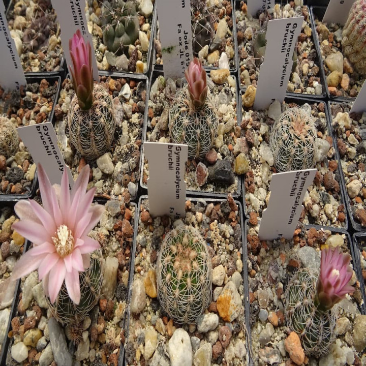 Gymnocalycium bruchii ssp. elegans VS 643