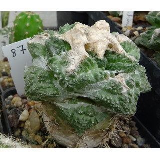 Ariocarpus fissuratus RS 581 Nr. 87