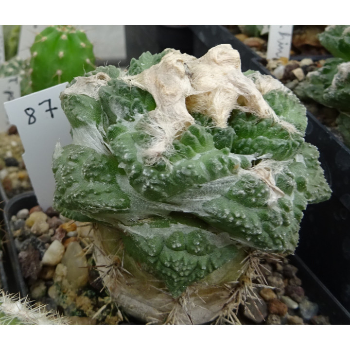 Ariocarpus fissuratus RS 581 Nr. 87