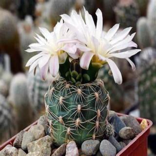 Gymnocalycium bruchii ssp. mazneteri STO 394