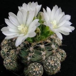 Gymnocalycium bruchii ssp. susannae CH 1067