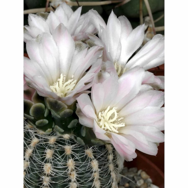 Gymnocalycium bruchii var. albispinum