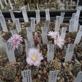 Gymnocalycium bruchii var. niveum OF 25-80