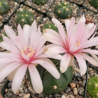 Gymnocalycium buenekeri FA