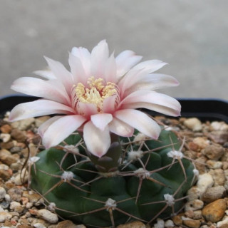 Gymnocalycium capillaense var.sigelianum CH 1079