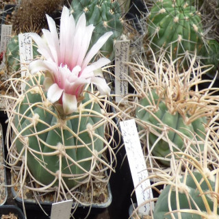 Gymnocalycium cardenasianum