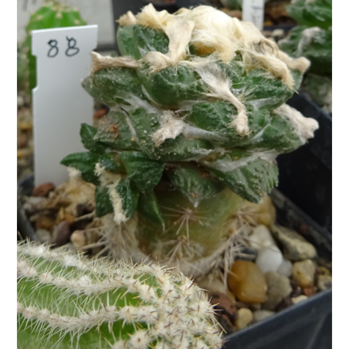 Ariocarpus fissuratus RS 581 Nr. 88