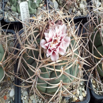 Gymnocalycium cardenasianum