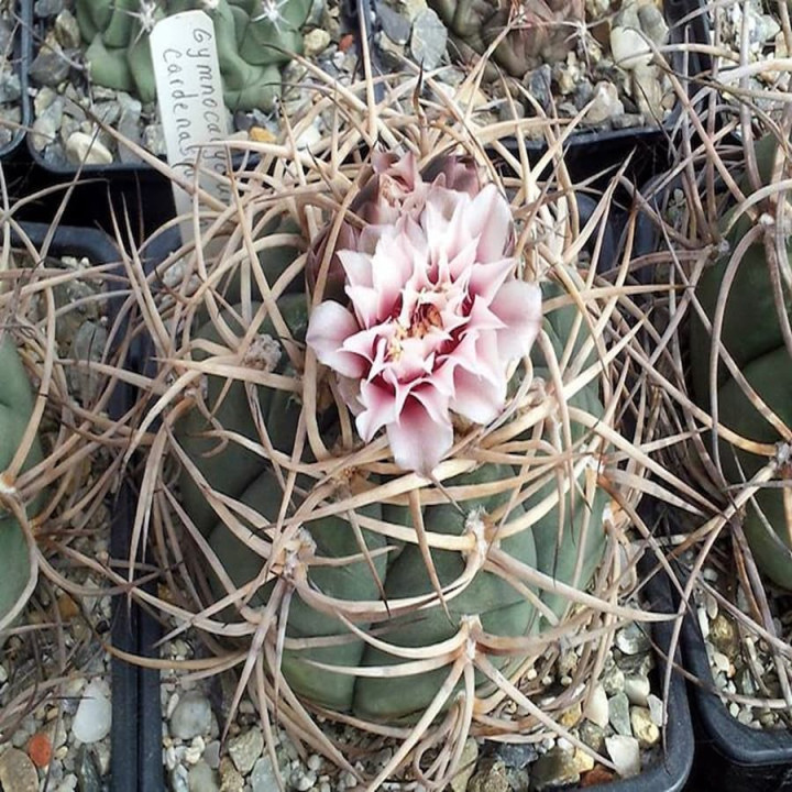 Gymnocalycium cardenasianum