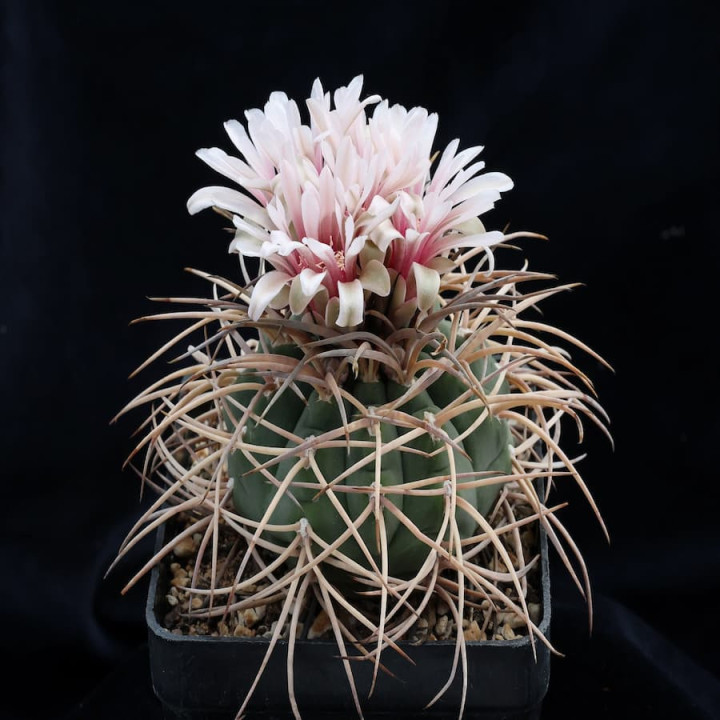 Gymnocalycium cardenasianum HTH 036