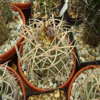 Gymnocalycium cardenasianum JO 193