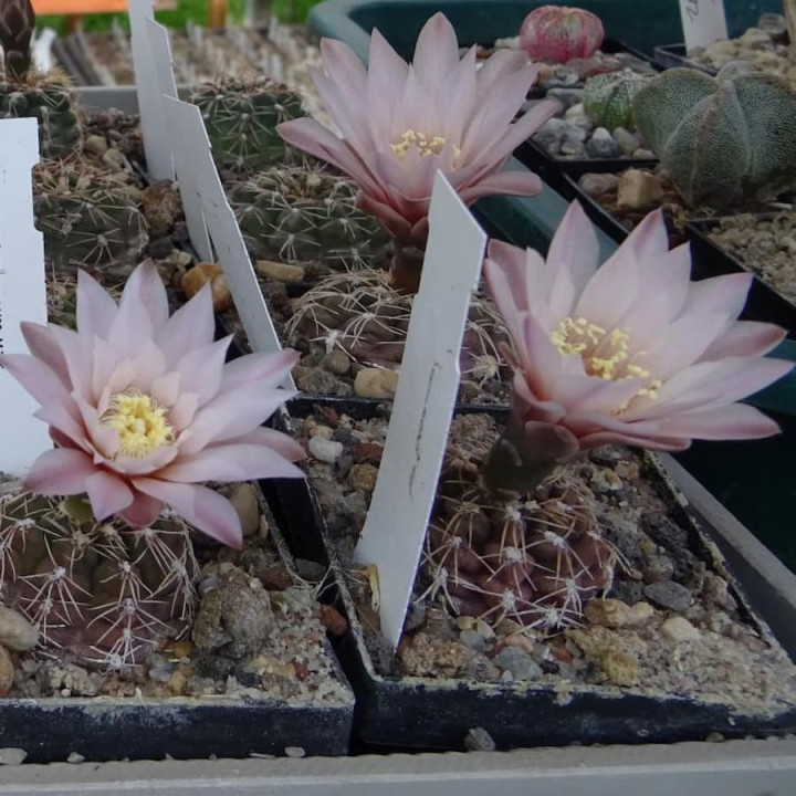 Gymnocalycium erinacea JN 167