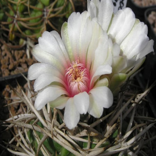 Gymnocalycium ferocior RS 1830