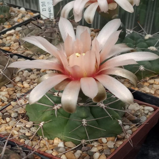 Gymnocalycium fischeri  JN 1043