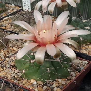Gymnocalycium fischeri  JN 1043