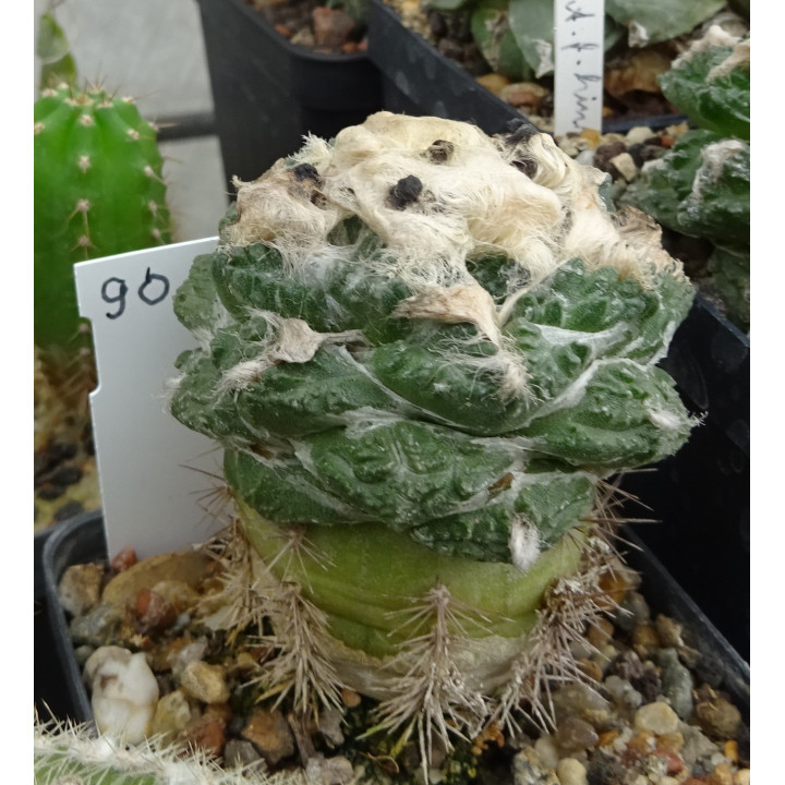 Ariocarpus fissuratus RS 581 Nr. 90
