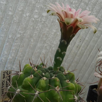 Gymnocalycium fischeri  P106 A