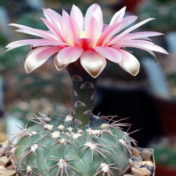Gymnocalycium fischeri KL 179