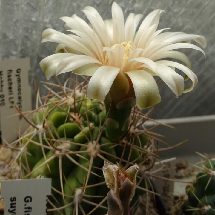 Gymnocalycium fischeri LF 5
