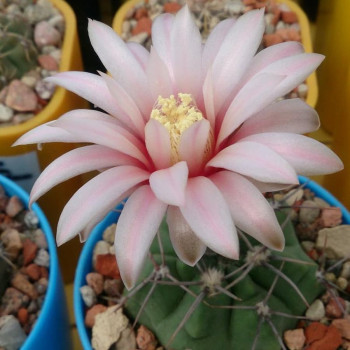 Gymnocalycium fischeri MT 07-143