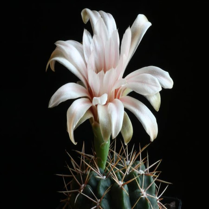 Gymnocalycium fischeri ssp. suyuquense LF 5