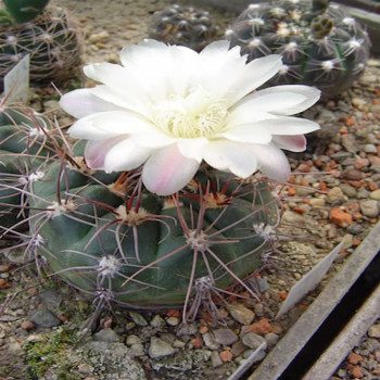 Gymnocalycium carolinense ssp. ludwigii GN 89-162/442