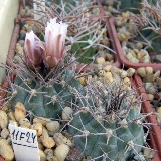 Gymnocalycium castellanosii var. nigrum  PJ 23
