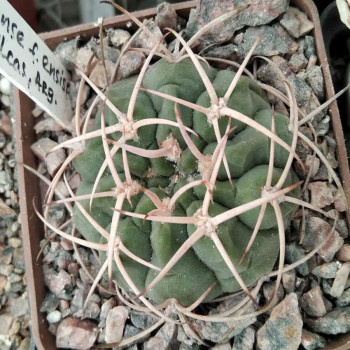 Gymnocalycium catamarcense f. ensispina OF 27-80