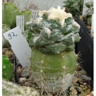 Ariocarpus fissuratus RS 581 Nr. 92