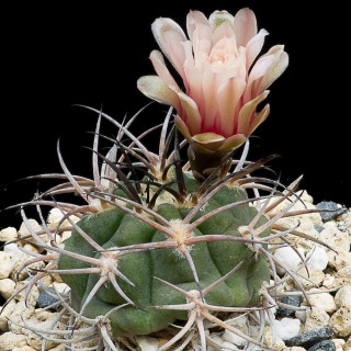 Gymnocalycium catamarcense var.montanum  LF 37B