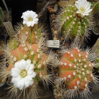 Gymnocalycium chacoense, selten