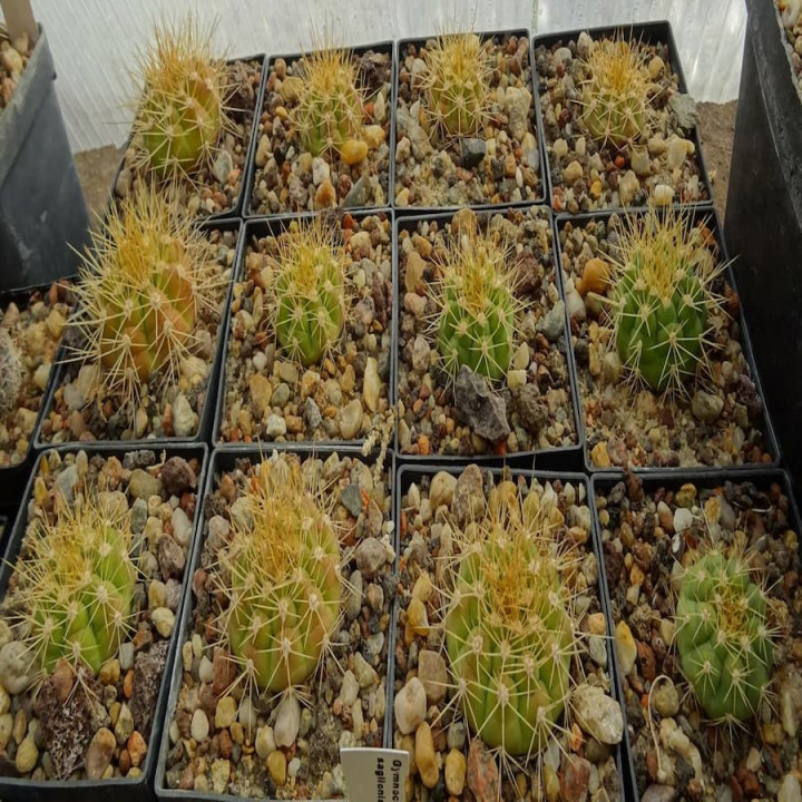 Gymnocalycium chacoense, selten