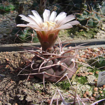 Gymnocalycium coloradense CH 1236a
