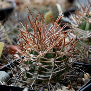 Gymnocalycium coloradense KA 16/27