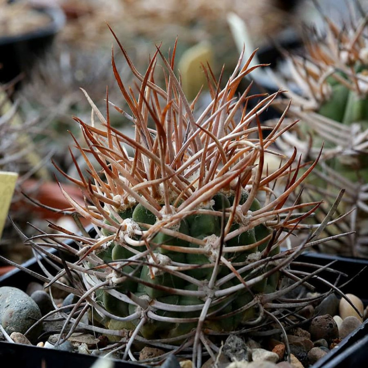 Gymnocalycium coloradense KA 16/27