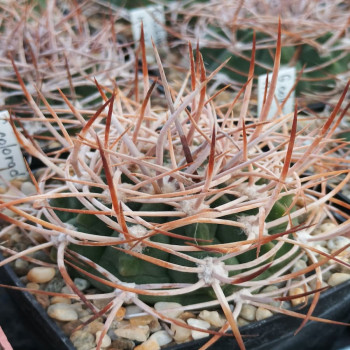Gymnocalycium coloradense KLA27A